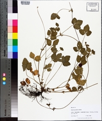 Potentilla indica image