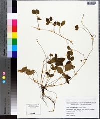 Potentilla indica image