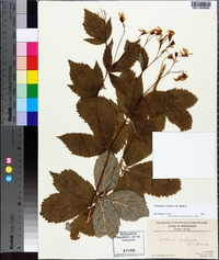 Gillenia trifoliata image