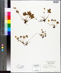 Potentilla canadensis image