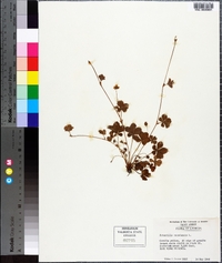 Potentilla canadensis image