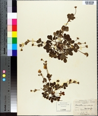 Potentilla canadensis image