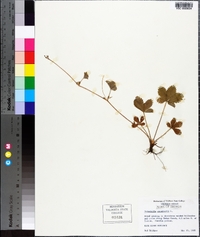 Potentilla canadensis image