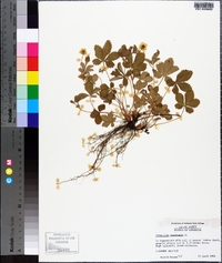 Potentilla canadensis image