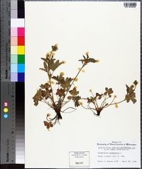 Potentilla canadensis image