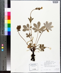 Potentilla pulcherrima image