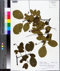 Prunus alabamensis image