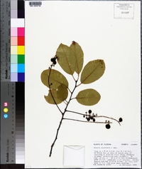 Prunus alabamensis image