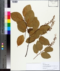 Prunus alabamensis image