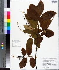 Prunus alabamensis image