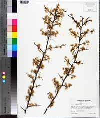 Prunus angustifolia image