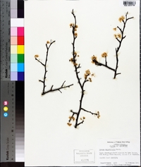 Prunus angustifolia image