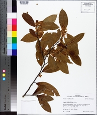 Prunus caroliniana image