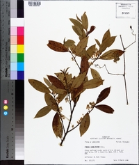 Prunus caroliniana image