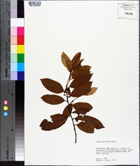 Prunus caroliniana image