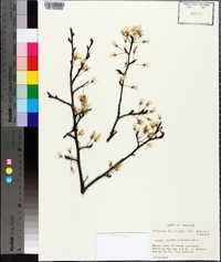 Prunus mexicana image