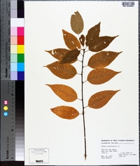 Prunus pensylvanica image