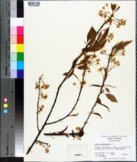 Prunus pensylvanica image