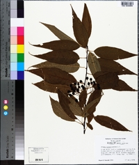 Prunus pensylvanica image