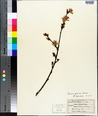 Prunus persica image