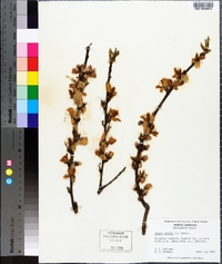 Prunus persica image