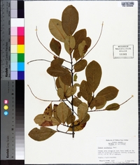 Prunus serotina subsp. hirsuta image