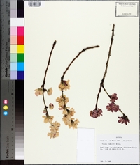 Prunus serrulata image