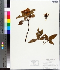 Rosa laevigata image