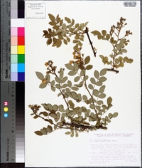 Rosa multiflora image