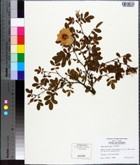 Rosa palustris image