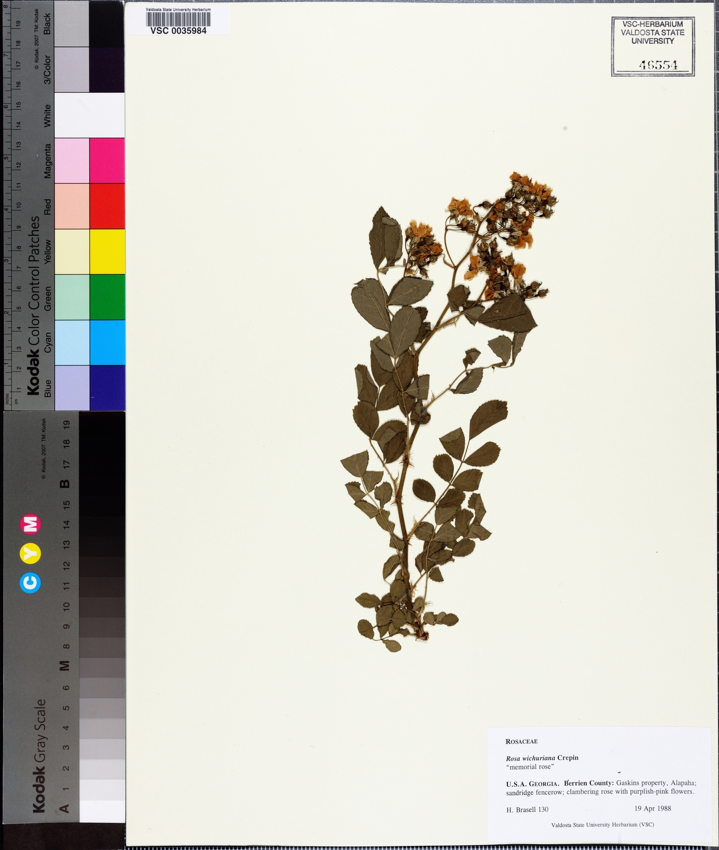 Rosa lucieae image