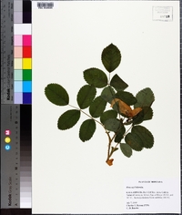 Rosa acicularis subsp. sayi image