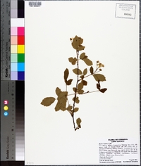 Rubus argutus image