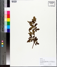Rubus argutus image