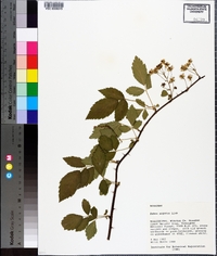 Rubus argutus image