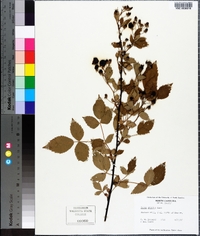 Rubus argutus image