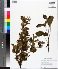 Rubus argutus image