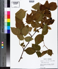 Rubus argutus image