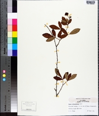 Rubus argutus image