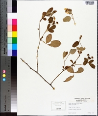 Rubus pensilvanicus image