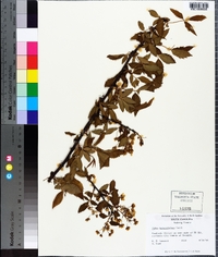 Rubus argutus image