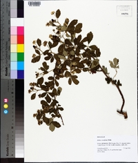 Rubus cuneifolius image