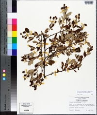 Rubus cuneifolius image