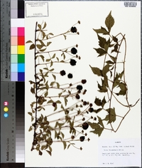 Rubus flagellaris image