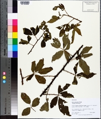 Rubus flagellaris image