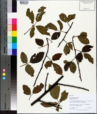 Rubus flagellaris image