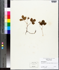 Rubus hispidus image