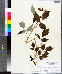 Rubus occidentalis image