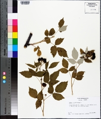 Rubus occidentalis image