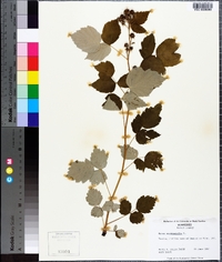 Rubus occidentalis image